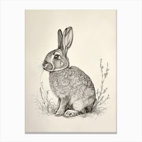 French Lop Rabbit Drawing 1 Canvas Print
