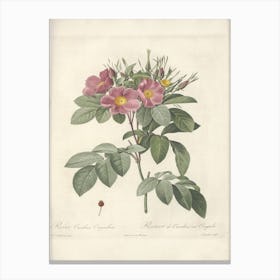 Rose Illustration, Pierre Joseph Redoute(102) Canvas Print