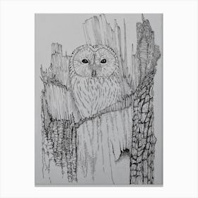 Towny owl in the stump Canvas Print