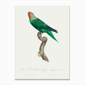 The Red Faced Parrot From Natural History Of Parrots, Francois Levaillant Canvas Print