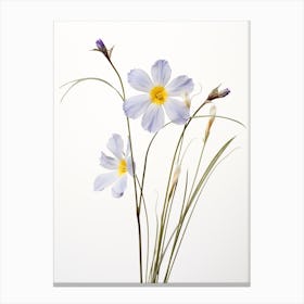 Pressed Wildflower Botanical Art Blue Eyed Grass 2 Canvas Print