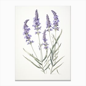 Lavender Flower Vintage Botanical 3 Canvas Print