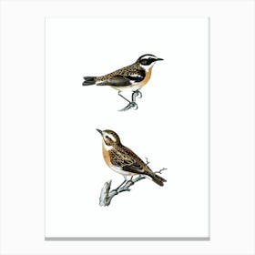 Vintage Whinchat Bird Illustration on Pure White n.0176 Canvas Print