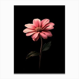 Pink Flower On Black Background 11 Canvas Print