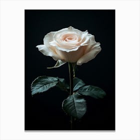 White Rose On Black Background 3 Canvas Print