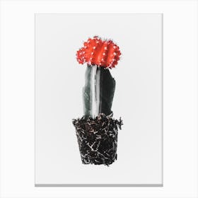 Cacti Plant 1 Canvas Print