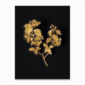 Vintage Crossberry Botanical in Gold on Black n.0568 Canvas Print