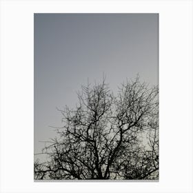 Silhouette Of A Tree 2 Canvas Print