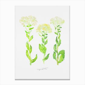 Roadside cress Canvas Print