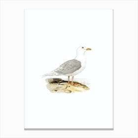 Vintage Iceland Gull Bird Illustration on Pure White Canvas Print