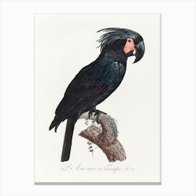 The Palm Cockatoo From Natural History Of Parrots, Francois Levaillant Canvas Print