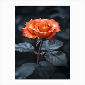 Orange Rose 24 Canvas Print