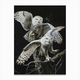 Snowy Owls 7 Canvas Print