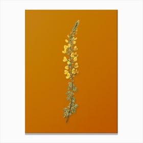 Vintage Adenocarpus Botanical on Sunset Orange n.0220 Canvas Print