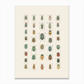 Beetle Collection Canvas Print