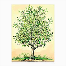 Boxwood Tree Storybook Illustration 1 Canvas Print