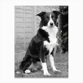 That Border Collie look Canvas Print