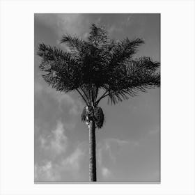 Monochrome Palm Tree Canvas Print