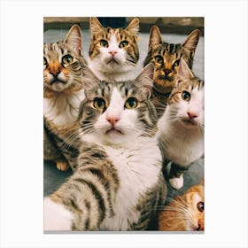 Group Of Cats Canvas Print