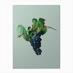Vintage Grape Vine Botanical Art on Mint Green n.0098 Canvas Print