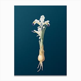 Vintage Iris Persica Botanical Art on Teal Blue n.0846 Canvas Print
