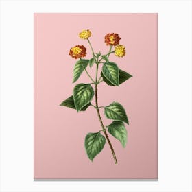 Vintage Tickberry Botanical on Soft Pink n.0461 Canvas Print