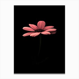 Pink Flower On A Black Background 2 Canvas Print