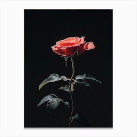 Single Rose 5 Canvas Print