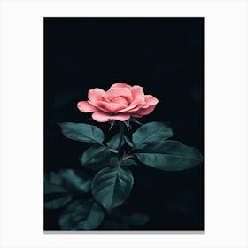 Pink Rose On Black Background 77 Canvas Print