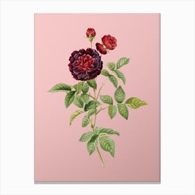 Vintage One Hundred Leaved Rose Botanical on Soft Pink Canvas Print