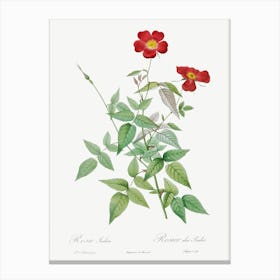 Rose, Pierre Joseph Redoute Canvas Print