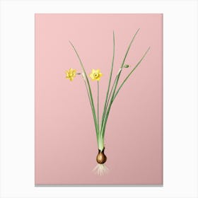 Vintage Daffodil Botanical on Soft Pink n.0239 Canvas Print