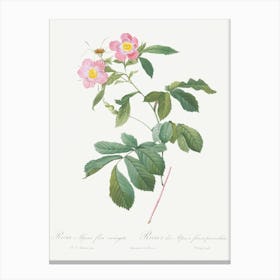 Variegated Alpine Rose, Pierre Joseph Redoute Canvas Print