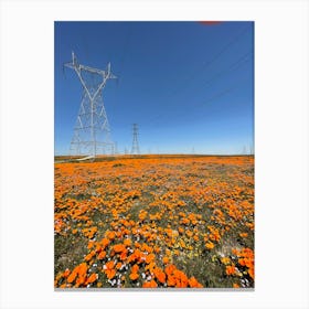 California puppy field Canvas Print