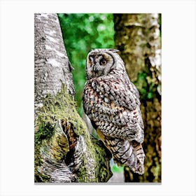Long Eared Owl Canvas Print