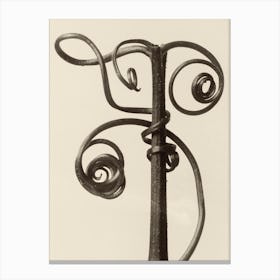 Cucurbita, Karl Blossfeldt Canvas Print