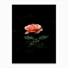 Dark Rose 5 Canvas Print