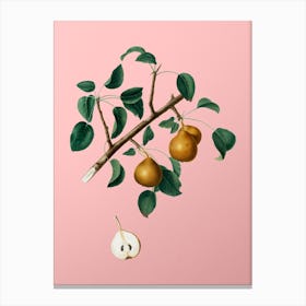 Vintage Seckel Pear Botanical on Soft Pink Canvas Print