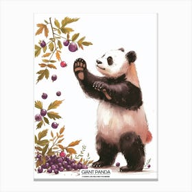 Giant Panda Picking Berries Poster 1 Canvas Print