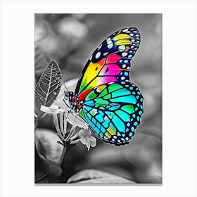 Colorful Butterfly Canvas Print