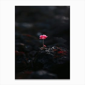 Pink Flower On A Rock Leinwandbild