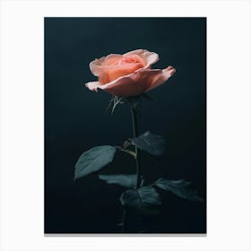 Dark Rose 161 Canvas Print