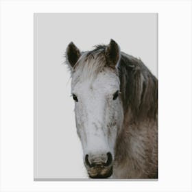 Horse'S Head Canvas Print