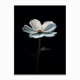 White Cosmos Flower 1 Canvas Print