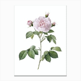 Vintage Rosa Alba Botanical Illustration on Pure White n.0684 Canvas Print