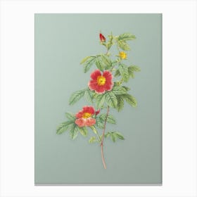 Vintage Single May Rose Botanical Art on Mint Green n.0999 Canvas Print
