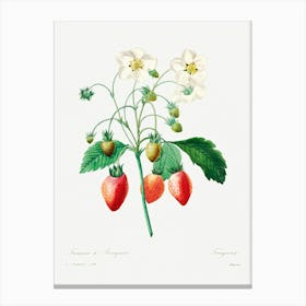 Strawberry, Pierre Joseph Redoute Canvas Print