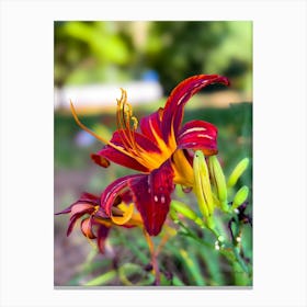 Red Lily Canvas Print