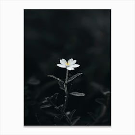 White Flower In The Dark 37 Canvas Print