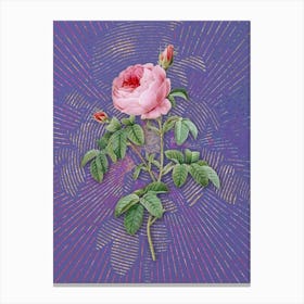 Vintage Provence Rose Bloom Botanical Illustration on Veri Peri n.0628 1 Canvas Print